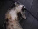 すももお母さん