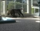 YOUTUBEより輸入　狐の”Gizmo”生後１０週