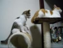 先住猫と子猫-しっぽで弟をあやす優しいお兄ちゃん-