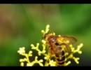 【吹奏楽】サーカス・ビー　The Circus Bee