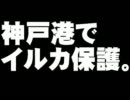 神戸港でのイルカ保護について。- 2011.04.26
