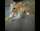 豹変する猫　-野獣になったお兄ちゃん-