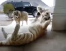 仲良しなトラと犬