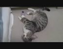 寝たままじゃれあう猫(低画質)