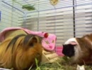 あしたばを食べるモルモットをまったり見守る動画