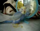 （インコ）生まれて初めて鏡を見てみた（赤ちゃん）
