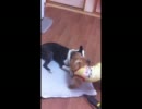 ヒロシマの動物園２