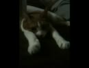 ただにゃんこが眠るだけ