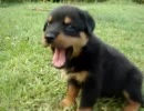 ロットワイラーの赤ちゃん