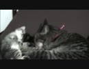 一緒に寝るよ(・∀・)