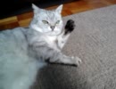 猫になでなで。４・３０