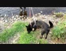 水は苦手？