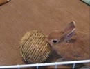 あらぶるうさぎ