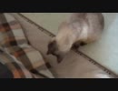 わたしには見える！(｀･ω･´)