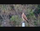 サシバ　♀