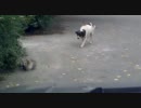 猫を捕食する犬