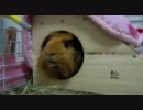 興奮したモルモットの鳴き声がアラーム音みたいな件の続き
