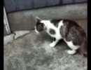 近所の野良猫と私