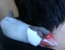 首もとで寝る文鳥の福 ヾ(・◇・)ﾉ　ﾋﾟﾖﾋﾟﾖ