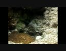 沖縄の海で気になる魚を見つけたので追いかけてみた。