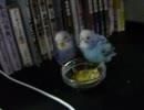 セキセイインコの沖田さんと近藤さん