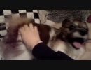 ひたすらお尻を撫で回す動画