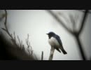 オオルリの美声　2011