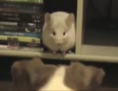 ワンコにｱﾀｰｰｰｰｯｸ!!!!!