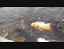 鯉の餌やりが何気にカオスな件