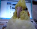 オカメインコのゆず