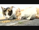 【野良猫】河原に住んでいる野良猫を撮影してみた　その14