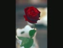 The Rose　アカペラ多重録音