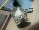 【マンチカン】 鳴き声はピコピコサンダル 【自己満足】