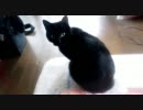 うちの黒猫er