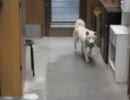 柴犬とボール遊び その1 (2011/05/01撮影)