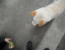 柴犬とボール遊び その2 (2011/05/01撮影)