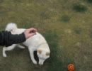 柴犬とボール遊び その3 (2011/05/01撮影)