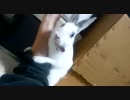 発情期ＭＡＸ