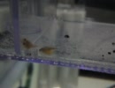 クイーンインペ稚魚　2011/05/08　①