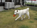 柴犬とボール遊び その4 (2011/05/01撮影)
