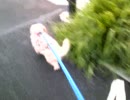 ヨーキーMIX犬：ワキュお散歩：環八通り [20090812]