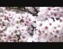 【岡山県】がいせん桜【新庄村】