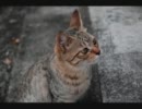 猫アルバム#01