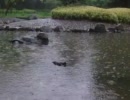 雨の日の日本庭園！