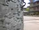 シャクトリ虫