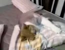 枕カバーに興奮する猫