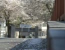 桜の花びらをスロー撮影してみました。。