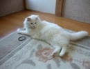 （ほぼ）髪ゴムで1人遊び