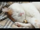 【作曲してみた】Another Euphoric Day (また、幸せな日)