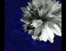 ガゼットの蜷局弾いてみた